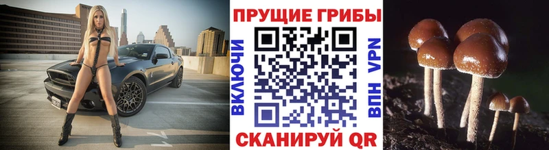 Псилоцибиновые грибы Psilocybe Дигора